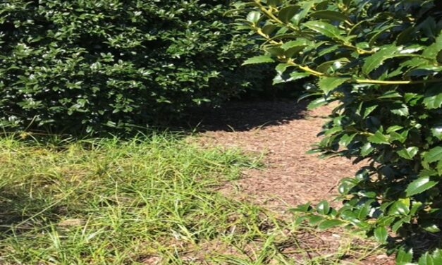 Weed Control in Landscapes: Non-Chemical Measures