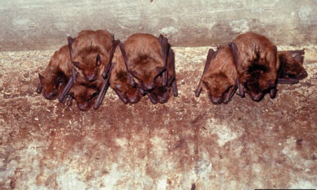 Going Batty??…What to Do About Bats in Your Belfry