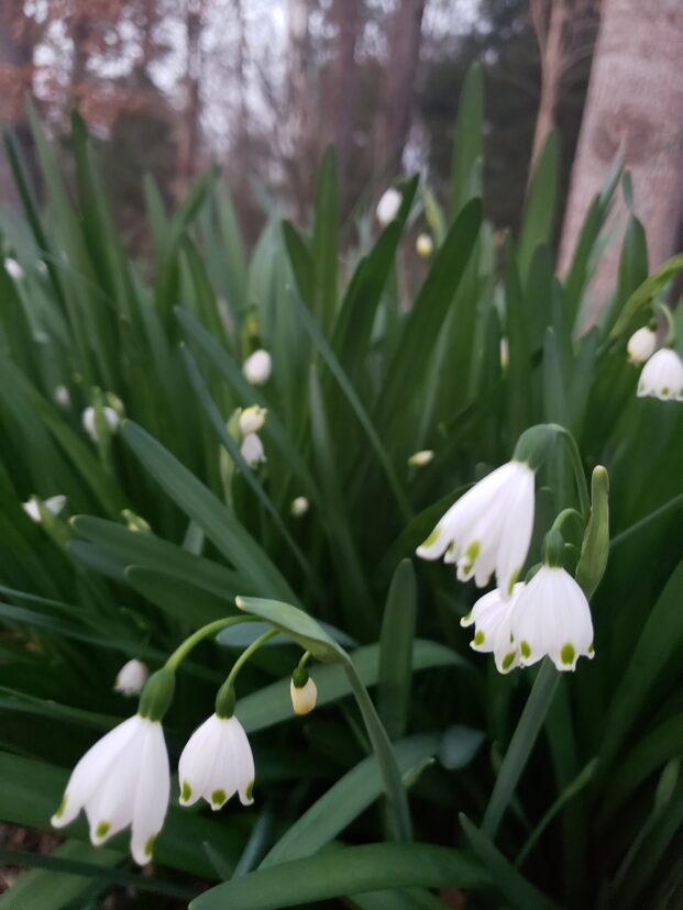 Snowdrops
