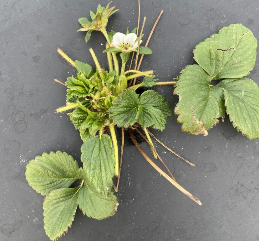 A strawberry plant with clipped stems from deer feeding.