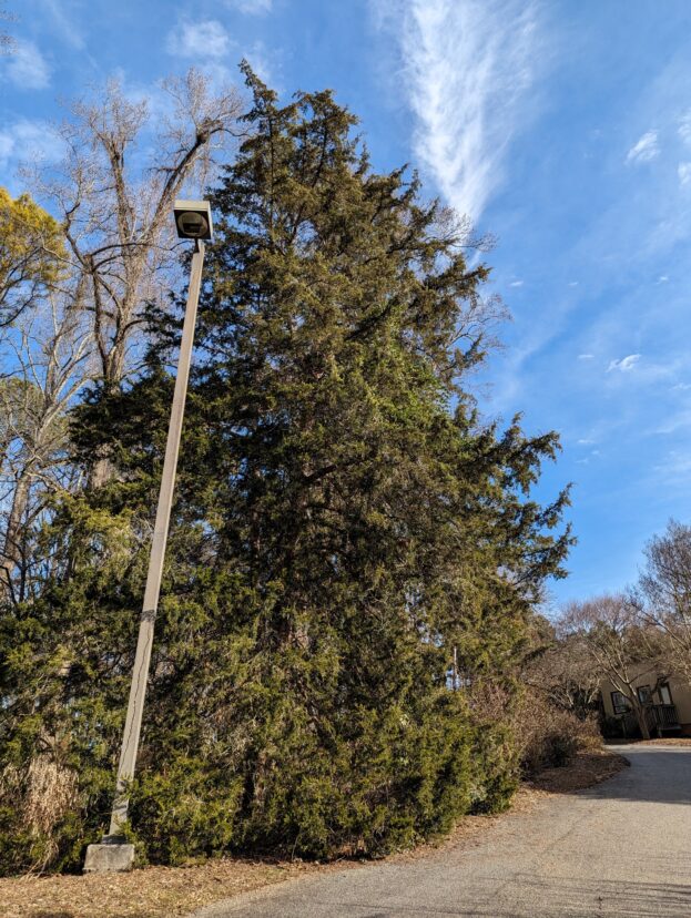 A tree with a light pole Description automatically generated