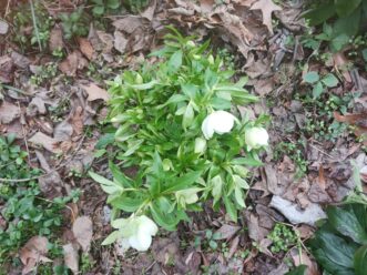 AFTER - Lenten roses (Helleborus spp.) after older foliage cut off. Flowers are easily visible.