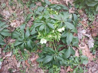 BEFORE – Lenten roses (Helleborus spp.) with older foliage. Many of the large leaves are tattered and hide the flowers.