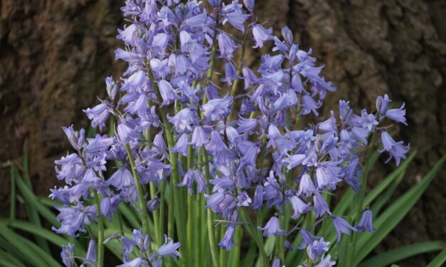 Wood Hyacinth