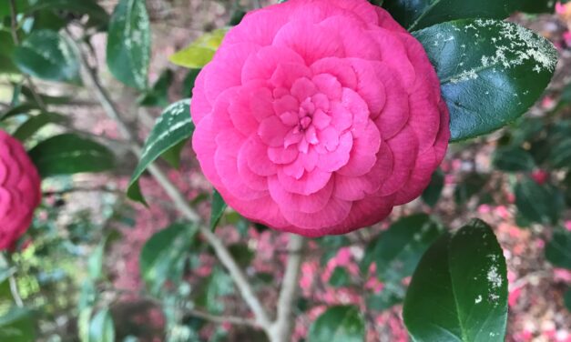 This Month in Your Garden – January 2024