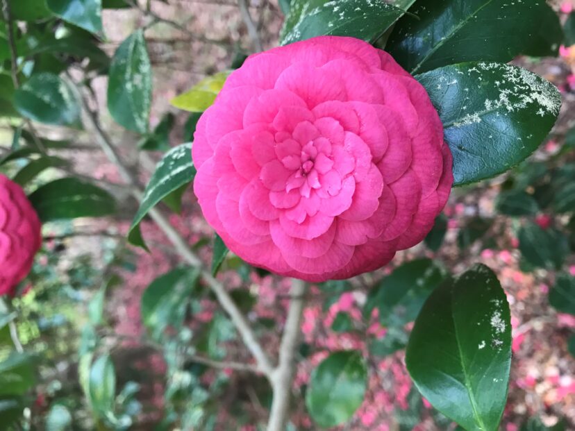 Camellia in bloom.