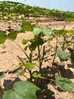 Deer browsing injury in cotton.