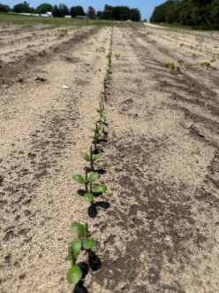 Deer browsing seedling soybeans often leads to poor stands.