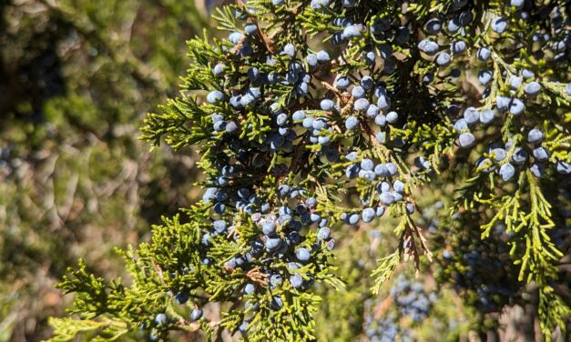 Eastern Red Cedar