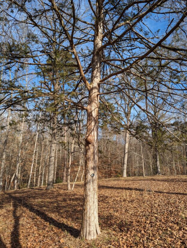 Eastern red cedar is a tree that exhibits significant variation. This specimen is much smaller and less full than the larger tree next to the Nature Center.