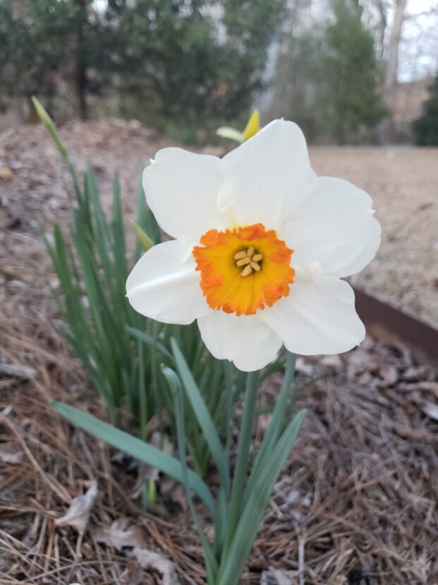 “Flower Record” daffodil.