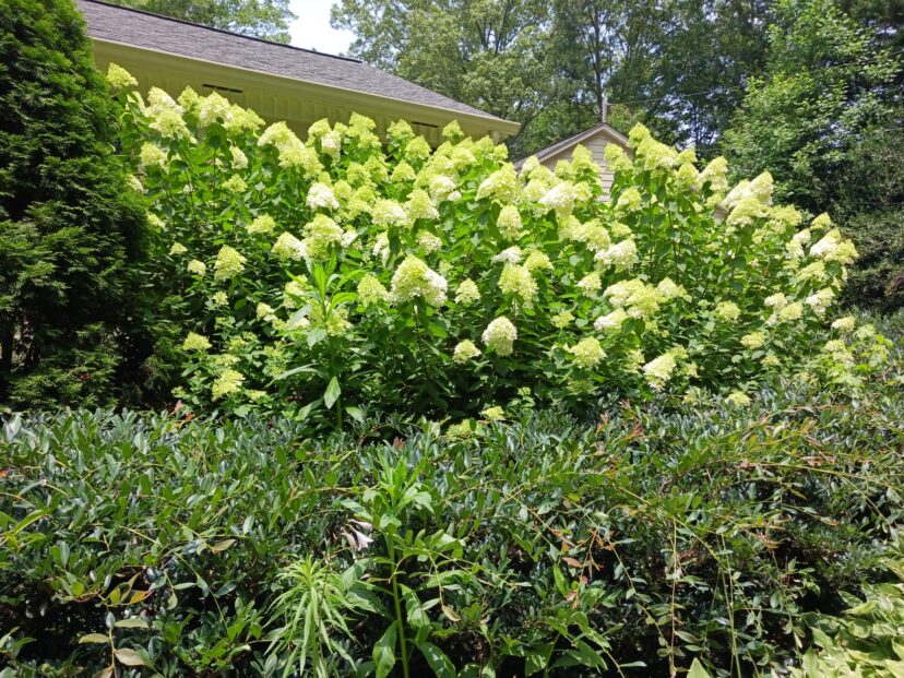 Hydrangea paniculata ‘Limelight’ blooms in the summer on new growth after it was pruned in February.