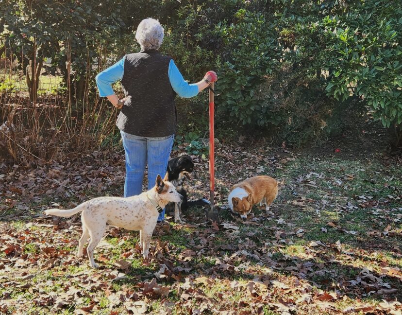 I do most of the planting and yard maintenance in my garden. The dogs keep me company and supervise.
