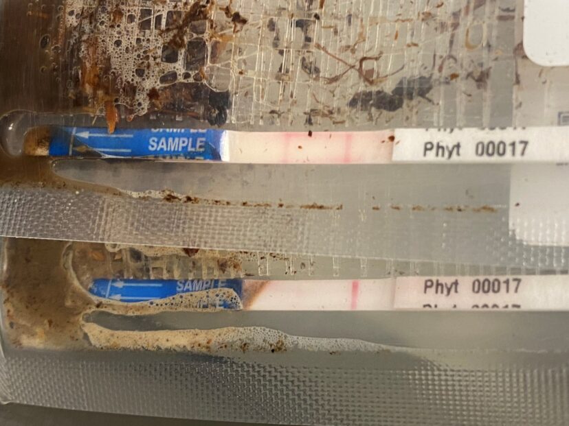 Immunostrip tests for Phytophthora. The two red lines on the top strip mean the root material tested positive for phytophthora. One red line (bottom strip) means phytophthora is not present in this crown; however, neopest was confirmed by the plant pest clinic.