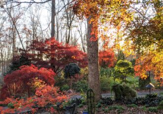 In autumn, the fall color of Japanese maples brightens up my sunroom view.