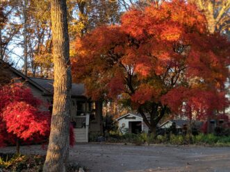 In November, “Mother Maple” shows off her stunning fall color.