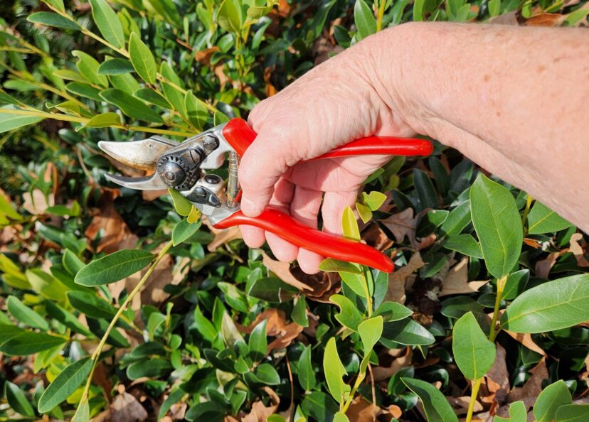 Invest in a good pair of pruners with ergonomic handles.