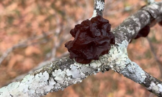 What Is It? Wednesday – January 31, 2024