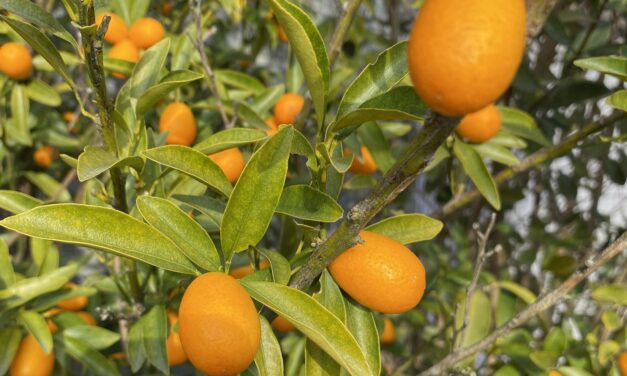 SC Fruit and Vegetable Field Report- January 22, 2024