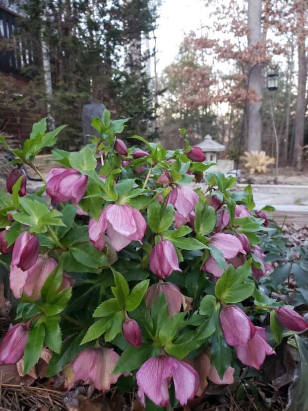 Lenten rose.