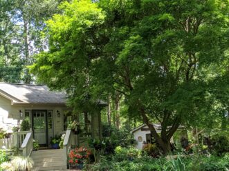 “Mother Maple”, a Japanese maple (Acer palmatum), was planted as a seedling in 1977. Here she is in all her glory in the summer.