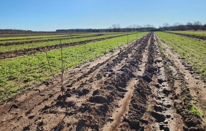 New peach planting.
