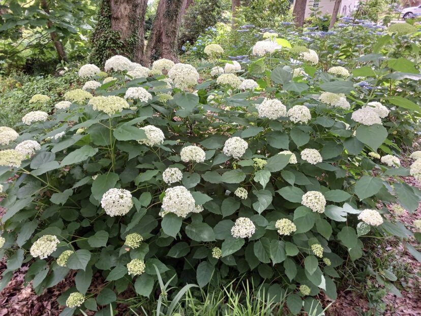 Prune Hydrangea arborescens ‘Annabelle’ low to the ground in February.
