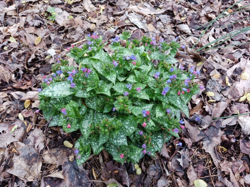 ‘Spot On’ Lungwort (Pulmonaria x. ‘Spot On’ PP33,06) blooms in late winter. The pink, violet, and blue flowers provide an early food source for pollinators.