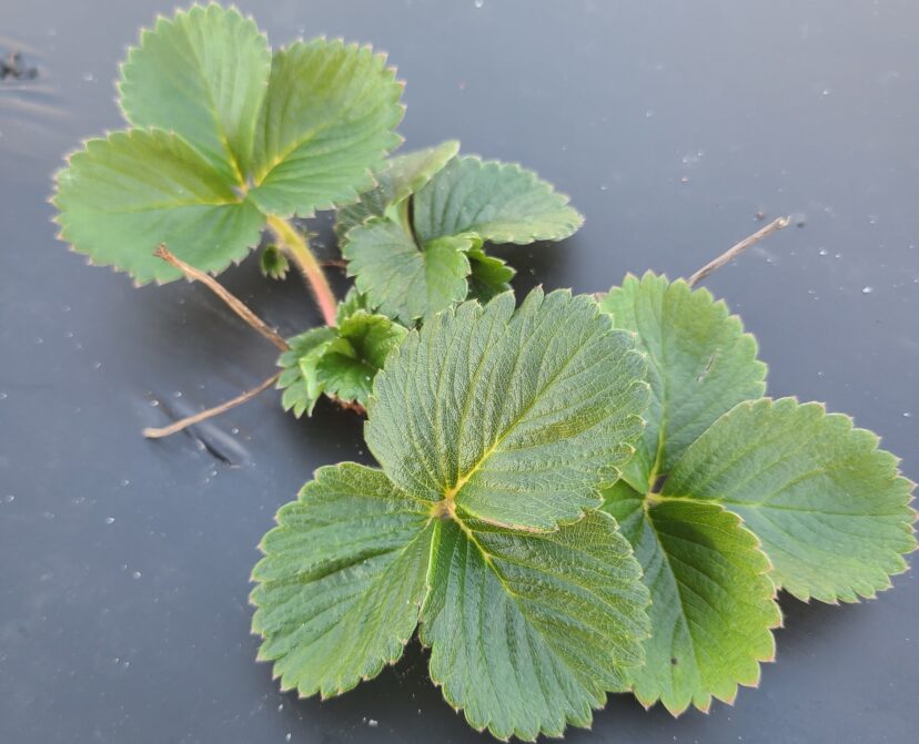 Strawberry crops are developing well in the Midlands.