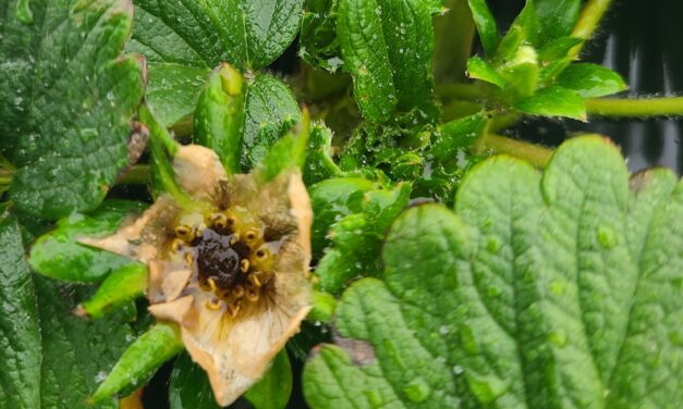 SC Fruit and Vegetable Field Report- January 29, 2024