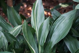 The foliage of the variegated cast iron plant (Aspidistra elatior ‘Variegata’) has subtle stripes on its leaves.