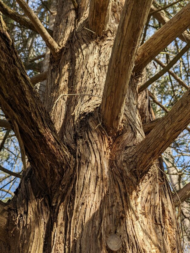 The shredded bark is a great nest material.