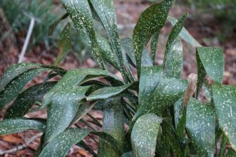 The spotted foliage of Big Spotty cast iron plant (Aspidistra elatior ‘Big Spotty’) adds interest to a winter garden.