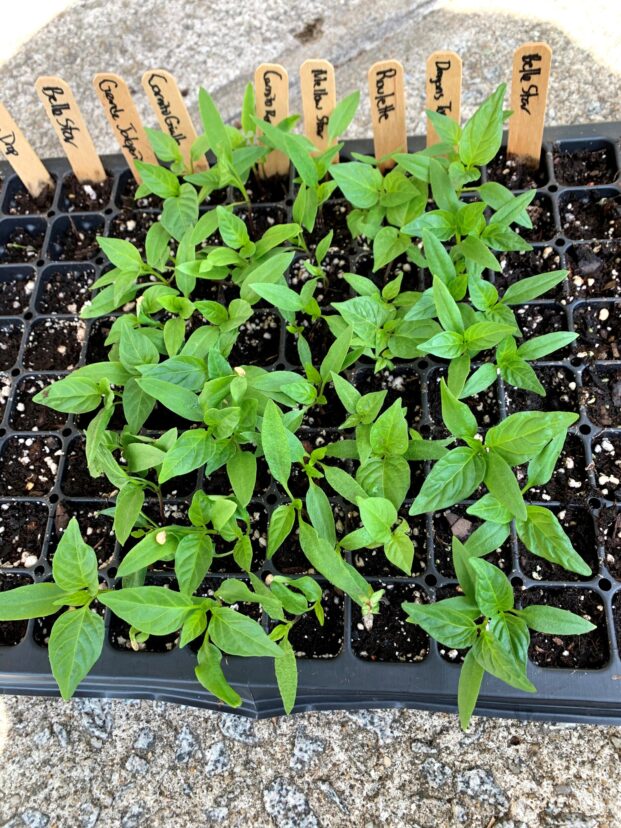 Transplants grown with proper light creates stocky, healthy plants.