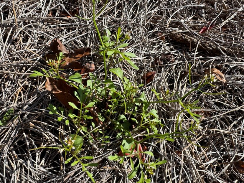 Winter weeds like hairy bittercress can be manually removed or spot treated with herbicide.