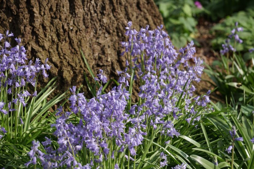 Wood hyacinths (Hyacinthoides hispanica) are also called Spanish bluebells as they’re native to Portugal, Spain, and northwestern Africa.