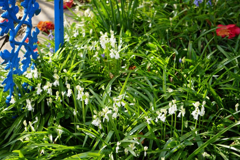 Wood hyacinths will naturalize in woodland gardens.