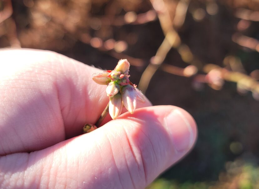 Blueberry buds seem to be moving quickly right now. (P. Carnley) 