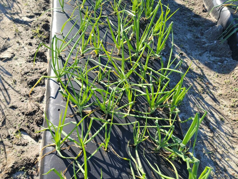 Onions are looking good. (P. Carnley) 