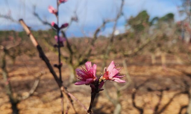 SC Fruit and Vegetable Field Report – February 19, 2024