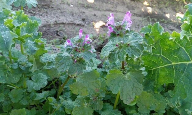 Question of the Week – Henbit