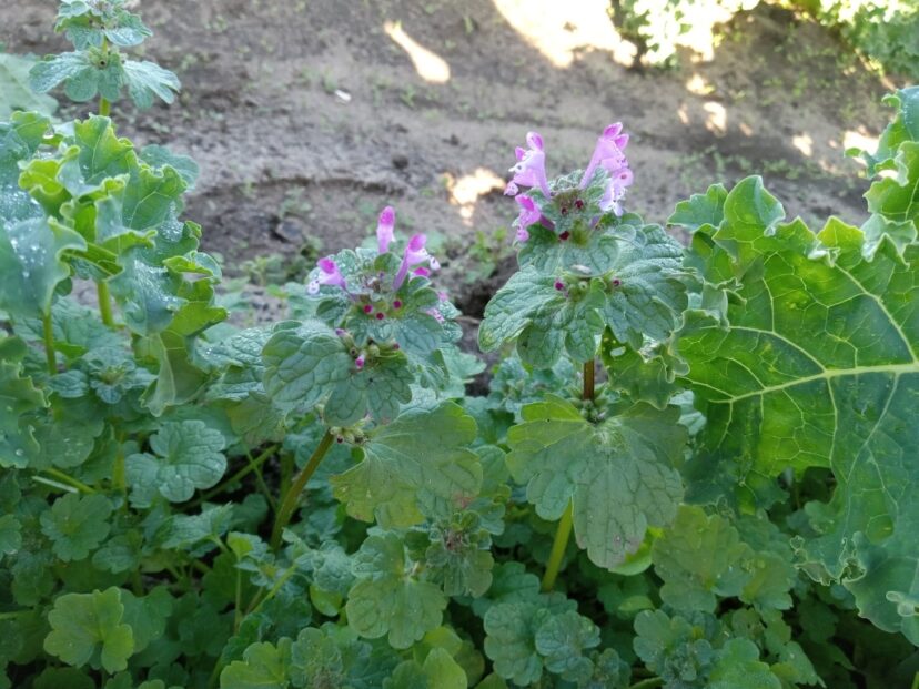 Henbit (Lamium amplexicaule) is an annual cool-season weed.