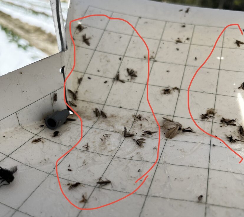 Adult diamondback moth captures have increased at the CREC in Charleston. Brassica growers around the state should scout regularly and use insecticides only when necessary.
