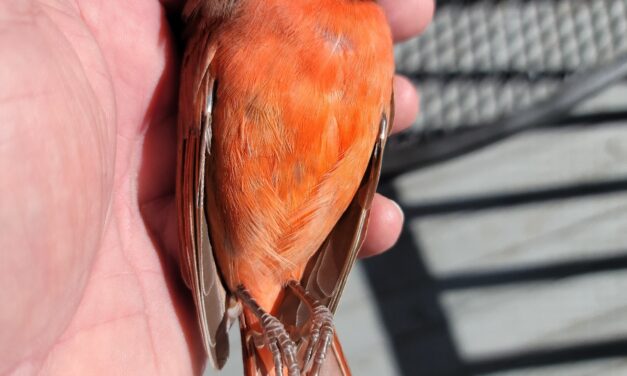 Reducing Bird Strikes at Your Home
