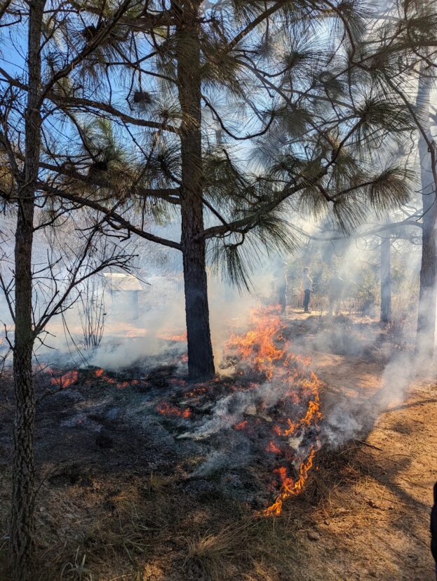 Burning Long Leaf Pine in the Botanical Garden.