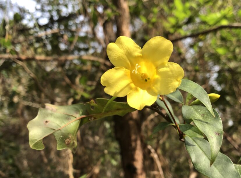 Carolina jessamine (Gelsemium sempervirens).