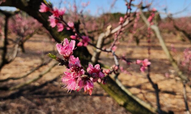 SC Fruit and Vegetable Field Report- February 26, 2024