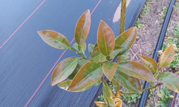 What Is It? Wednesday – Cold Damage on Citrus