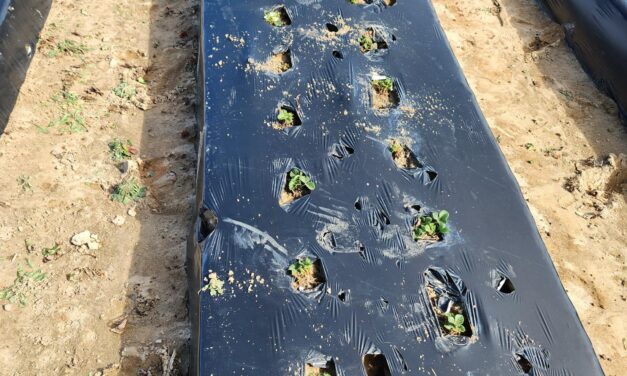 SC Fruit and Vegetable Field Report- February 5, 2024