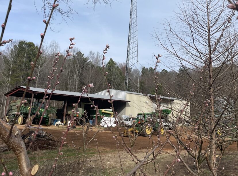 Early peach varieties are starting to bloom in the Upstate